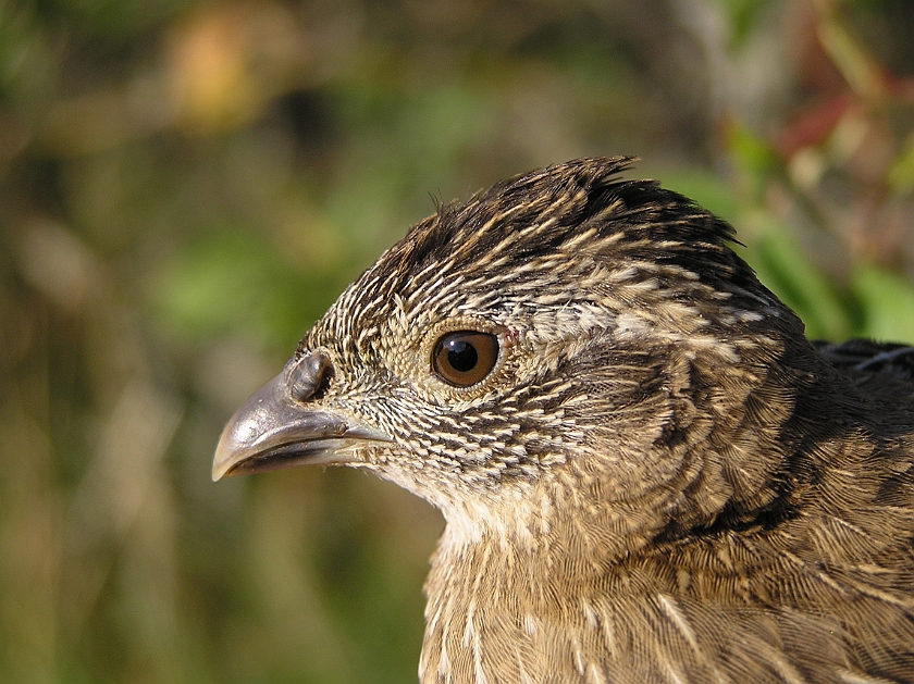 Grey Partridge, Sundre 20080801